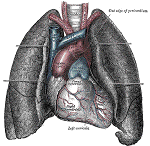 heart lung sketch