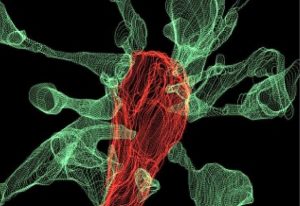 Microglial cell and filopodia