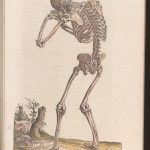 posterior human skeleton