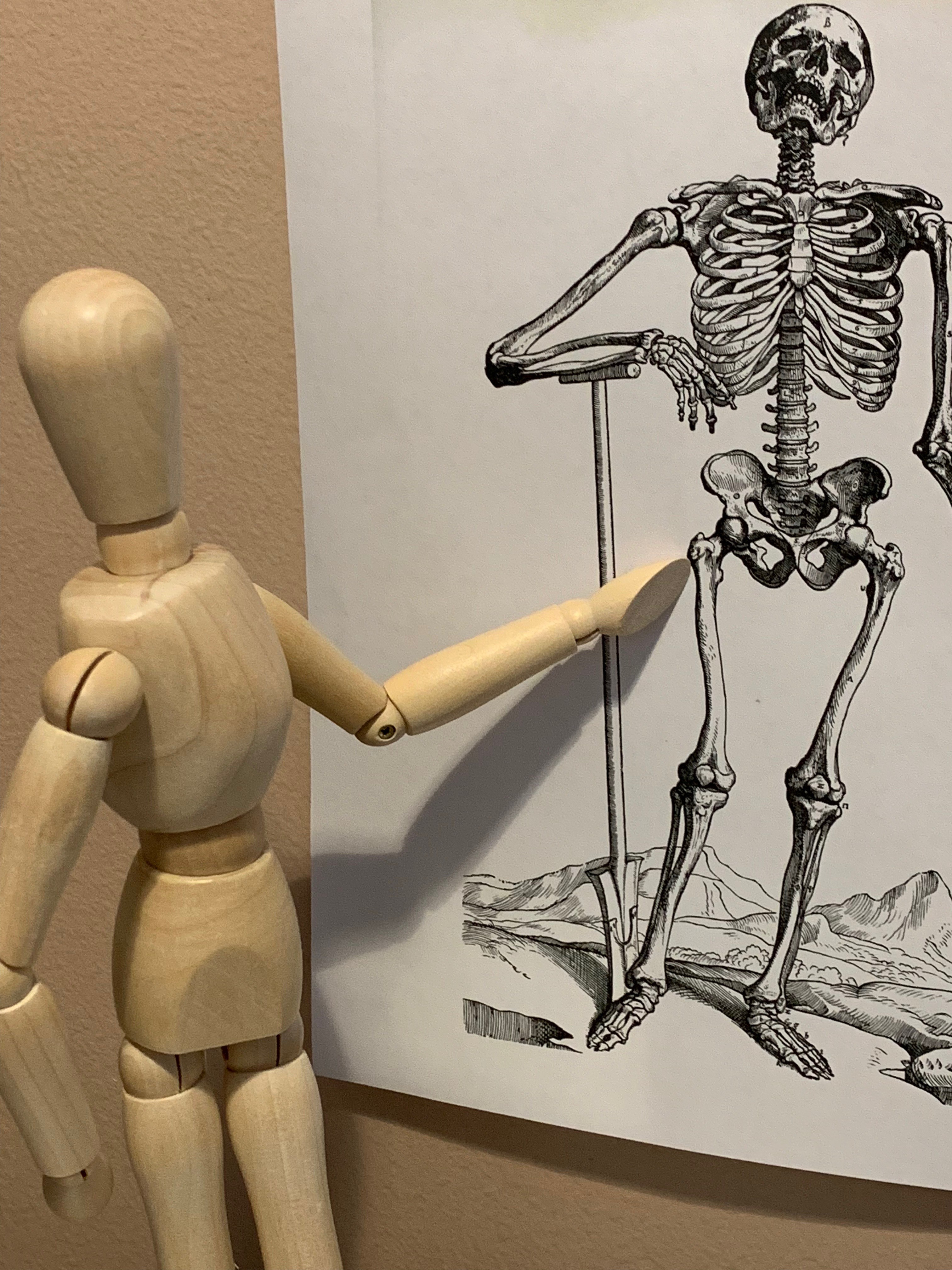 teaching the skeleton