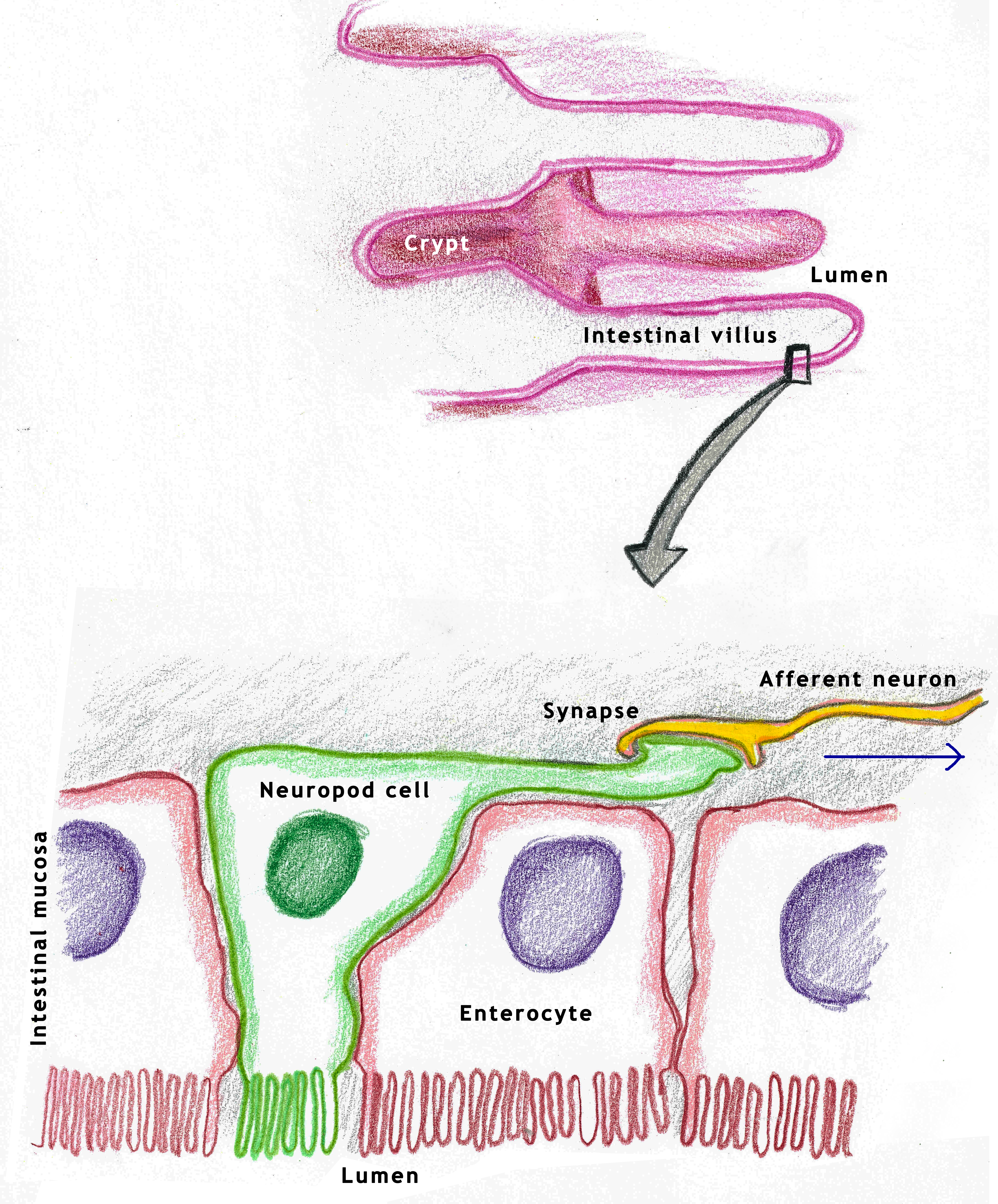neuropod cell