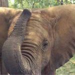 elephant (anterior)