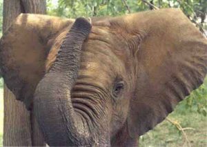 elephant (anterior)
