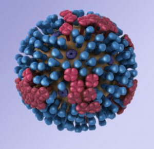 influenza virus structure