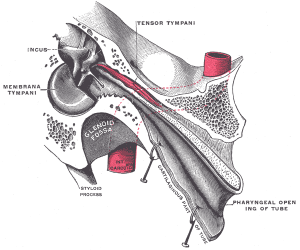 tensor tympani muscle