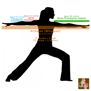 diagram showing measuremen of arm vs. arm span