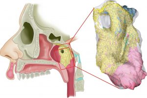 tubarial salivary gland surrounding pharyngeal opening of auditory tube