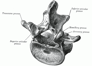 sketch of a lumbar vertebra from Gray's Anatomy
