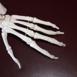 bones of the hand