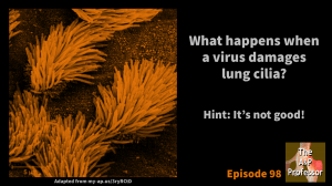 micrograph of cilia with caption: what happens when a virus damages lung cilia?