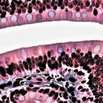 micrograph of epithelial tissue