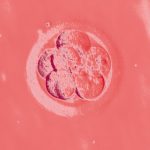 embryo 8 cells red