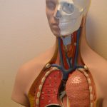 plastic anatomy model showing thoracic and abdominal cavity