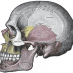 Sketch of side view of human skull